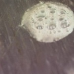 выделение газа