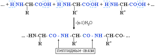 полипептиды